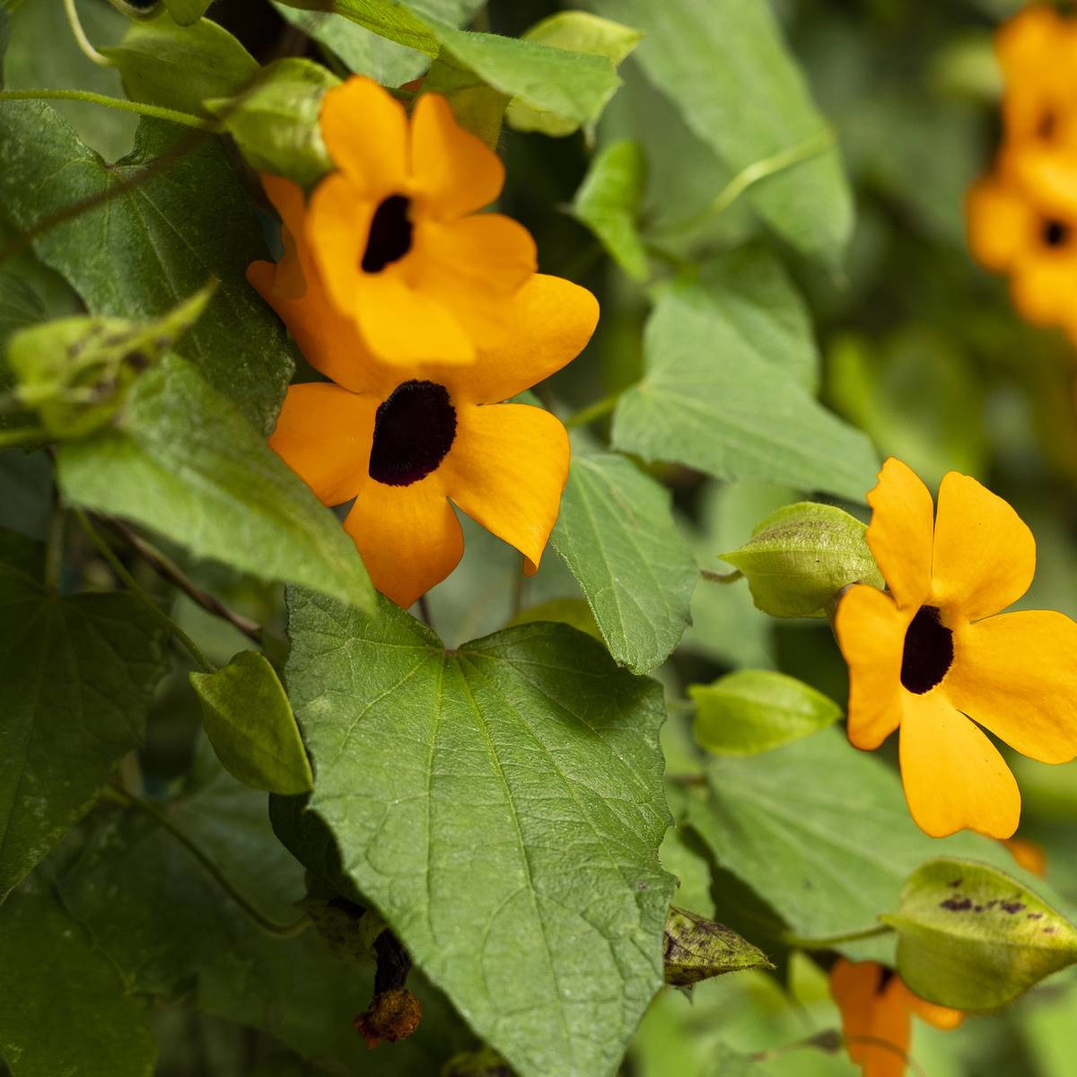 Schwarzäugige Susanne - Thunbergia alata Saatgut 0,5g