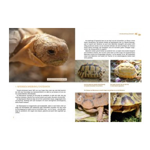 Testudo kleinmanni - Haltung der Ägyptischen Landschildkröte