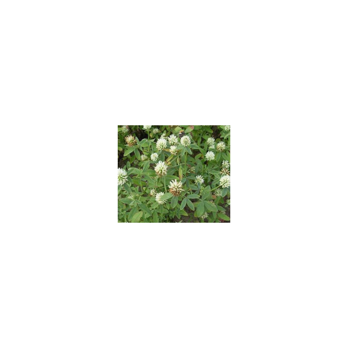 Alexandrinerklee - Trifolium alexandrinum 5g