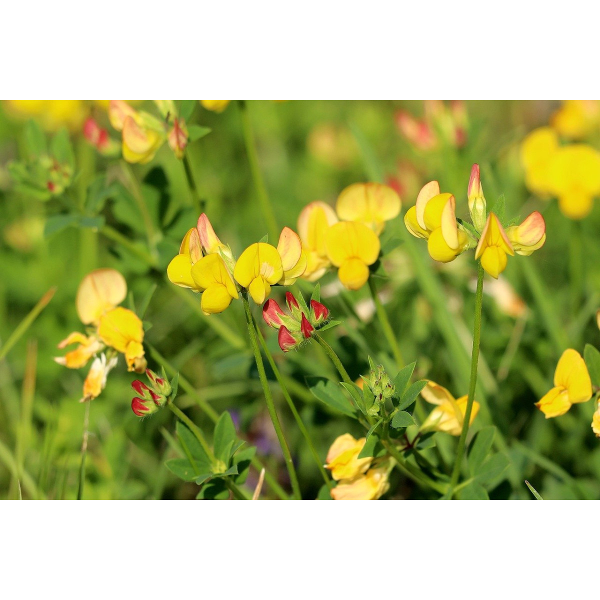 Gelbklee -Medicago lupulina 5g