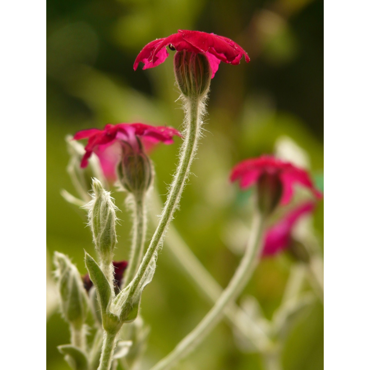 Rote Lichtnelke - Silene dioica -1g