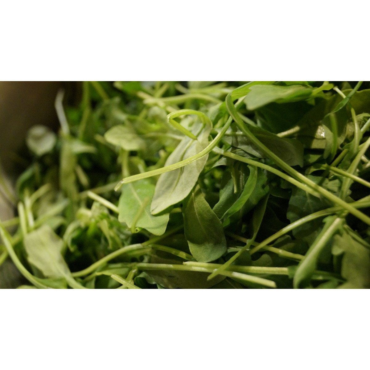 Rucola - Salatrauke -Eruca sativa - 5g