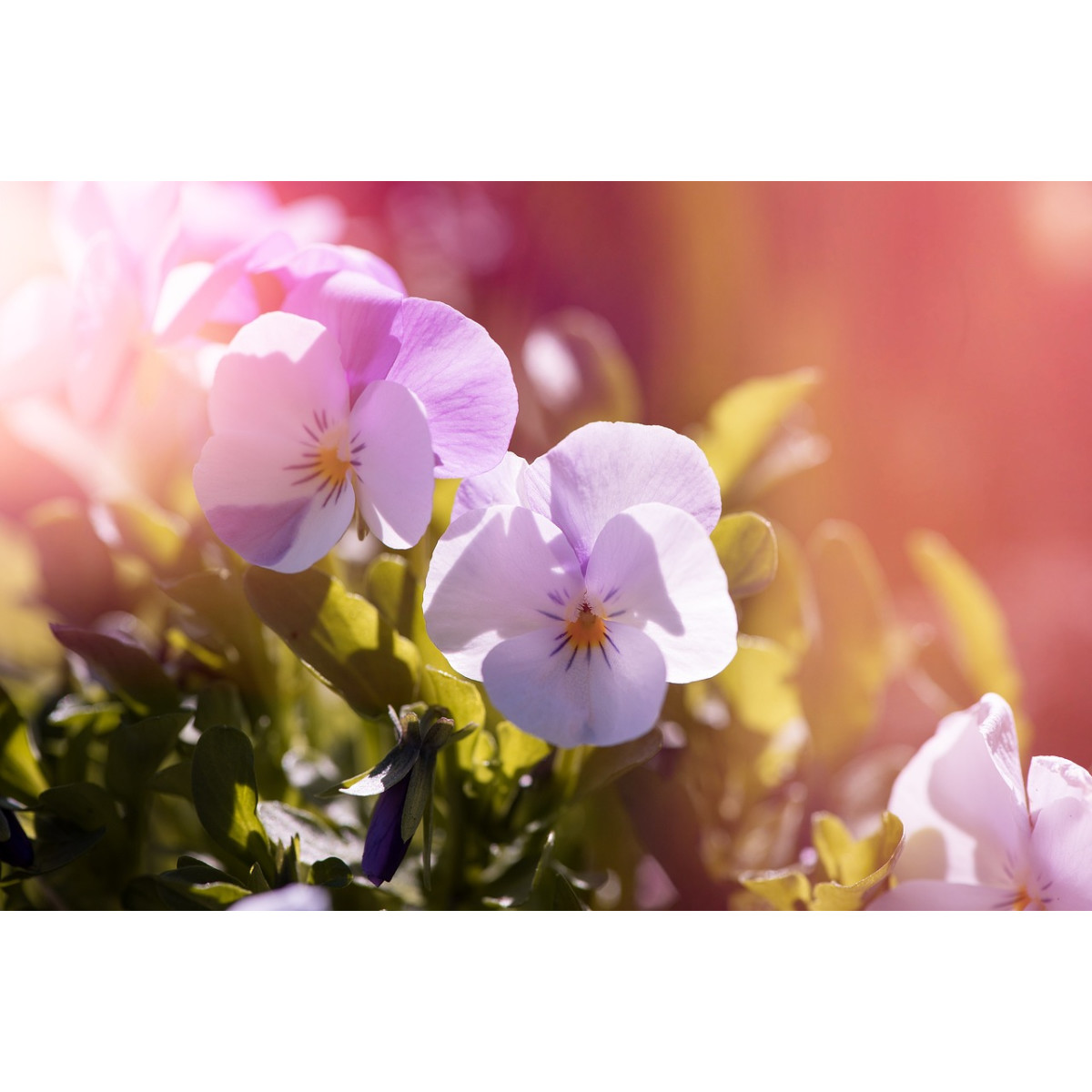 Wildes Stiefmütterchen - Viola tricolor - 0,5g