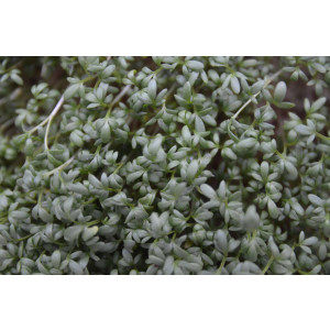 Gartenkresse - Lepidium sativum Saatgut 1g