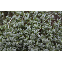 Gartenkresse - Lepidium sativum Saatgut 1g