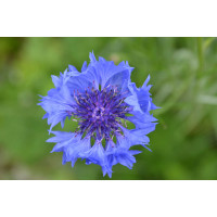 Kornblume blau - Centaurea cyanus Saatgut 1g